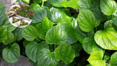 Can diabetes patients eat paan? Know what the doctor's opinion and research says