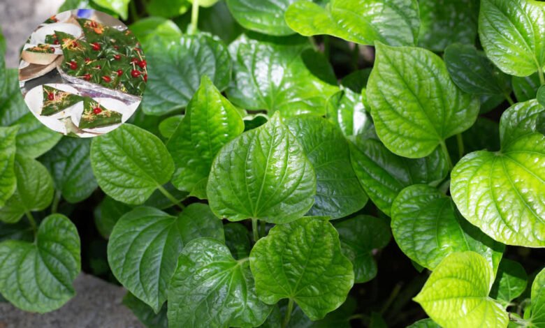 Can diabetes patients eat paan? Know what the doctor's opinion and research says