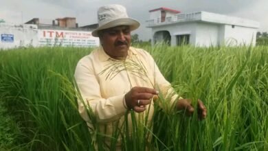 The Basmati rice of Uttarakhand is different, these days the grains are blooming