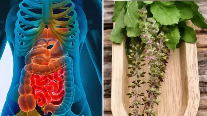 Ayurveda's boon for detoxifying the body: Body's impurities will be removed just by chewing!