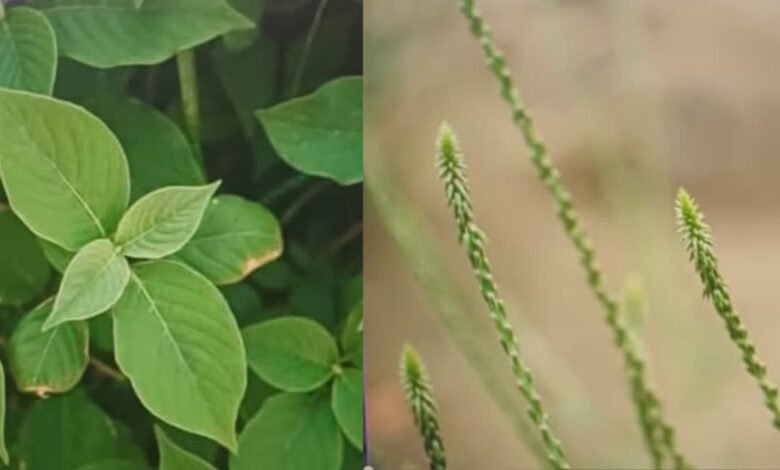 According to Ayurveda, this small plant found on the roadside is capable of curing a dozen diseases including piles