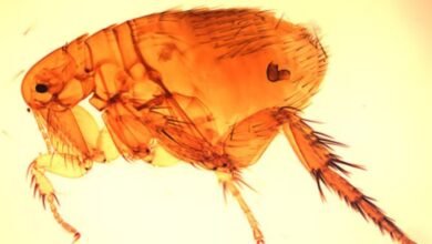 Murine typhus confirmed in 75-year-old man in Thiruvananthapuram, health department says no need to panic