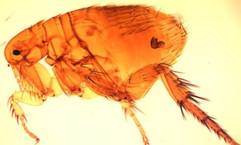 Murine typhus confirmed in 75-year-old man in Thiruvananthapuram, health department says no need to panic