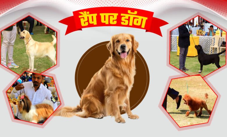 350 dogs and owners from all over the country gathered, Indian breeds also shined along with foreign breeds