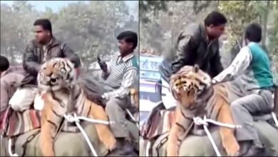 Video of a tiger sitting on an elephant goes viral, creates a stir on social media