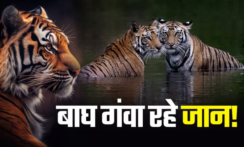 Dehradun: Questions raised on tiger conservation in Uttarakhand, 132 tigers died in 12 years