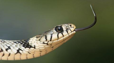 Bageshwar: Villager dies due to snake bite, family members raise questions on ambulance service