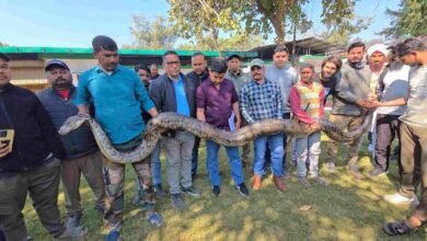 The longest and heaviest python ever caught in Ramnagar, the forest department did a successful rescue