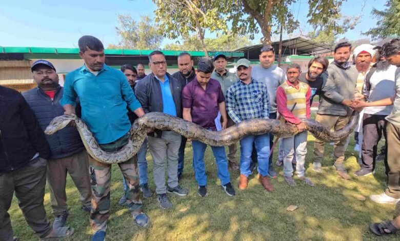 The longest and heaviest python ever caught in Ramnagar, the forest department did a successful rescue