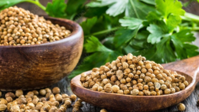 Coriander is beneficial in thyroid problems, know its uses and benefits