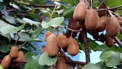 Kiwi Policy 2025 implemented in Uttarakhand: Farmers will get 70% subsidy, cultivation will be done in identified areas