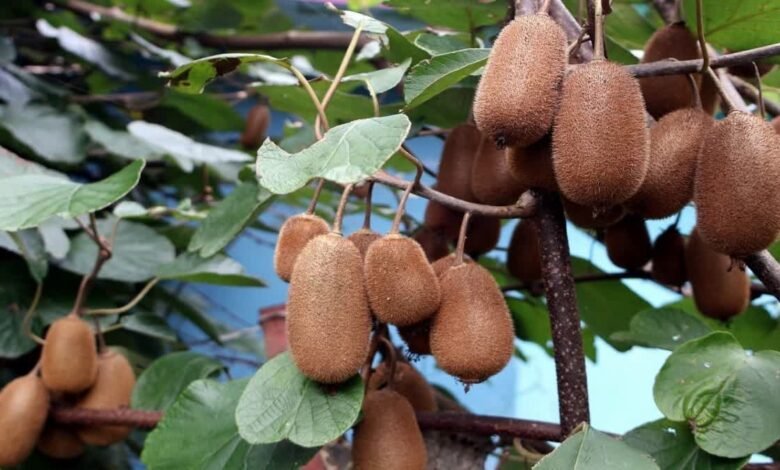 Kiwi Policy 2025 implemented in Uttarakhand: Farmers will get 70% subsidy, cultivation will be done in identified areas
