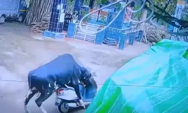 Bull drives a scooter in Rishikesh, shocking incident captured on CCTV
