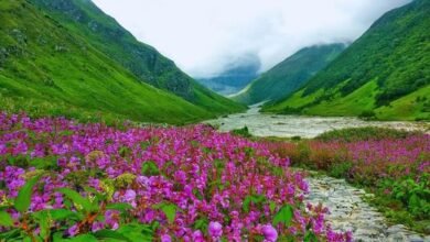 Trekking season of Valley of Flowers will start with Chardham Yatra, online registration will be convenient