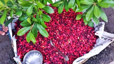 The fragrance of Kafal in the valleys of Dhanolti: Local fruit has become the first choice of urban people