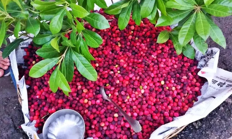 The fragrance of Kafal in the valleys of Dhanolti: Local fruit has become the first choice of urban people